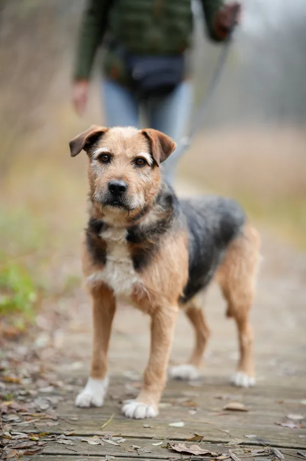 Pies do adopcji, Sosnowiec, 15 października 2025 (4/5)