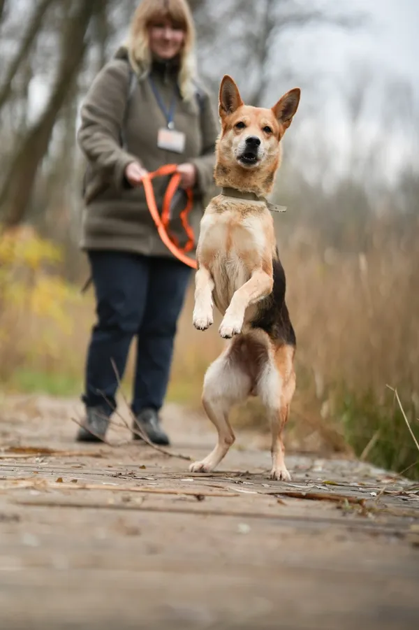 Pies do adopcji, Sosnowiec, 19 października 2025 (2/5)