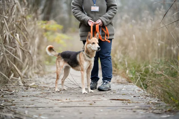 Pies do adopcji, Sosnowiec, 19 października 2025 (5/5)