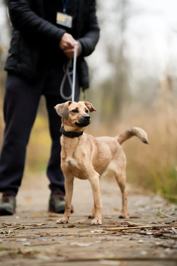 Pies do adopcji, Sosnowiec, 29 października 2025 (1/5)