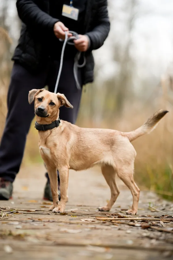 Pies do adopcji, Sosnowiec, 29 października 2025 (3/5)