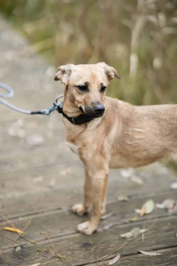 Pies do adopcji, Sosnowiec, 29 października 2025 (5/5)