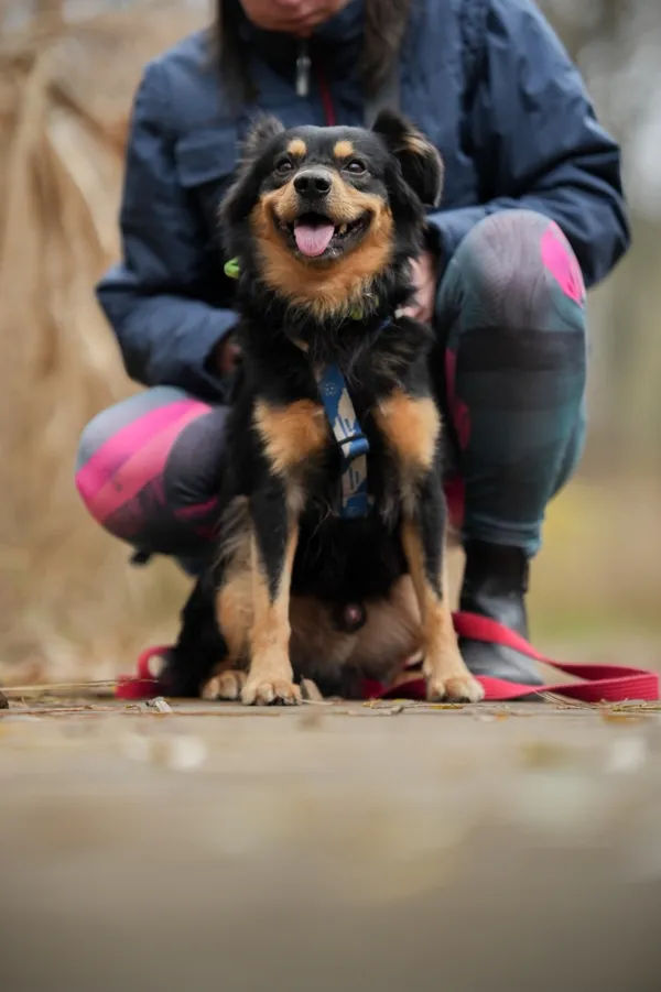 Pies do adopcji, Sosnowiec, 31 października 2025 (2/5)