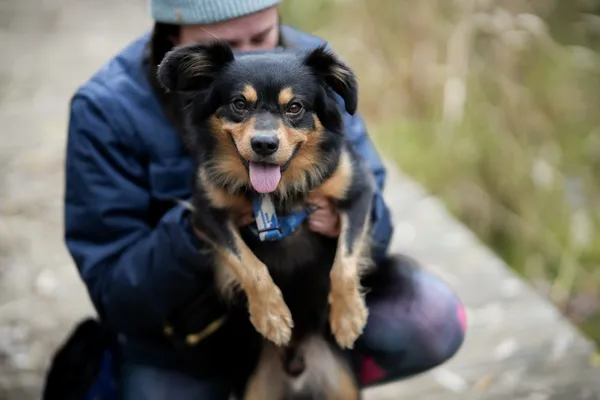 Pies do adopcji, Sosnowiec, 31 października 2025 (5/5)