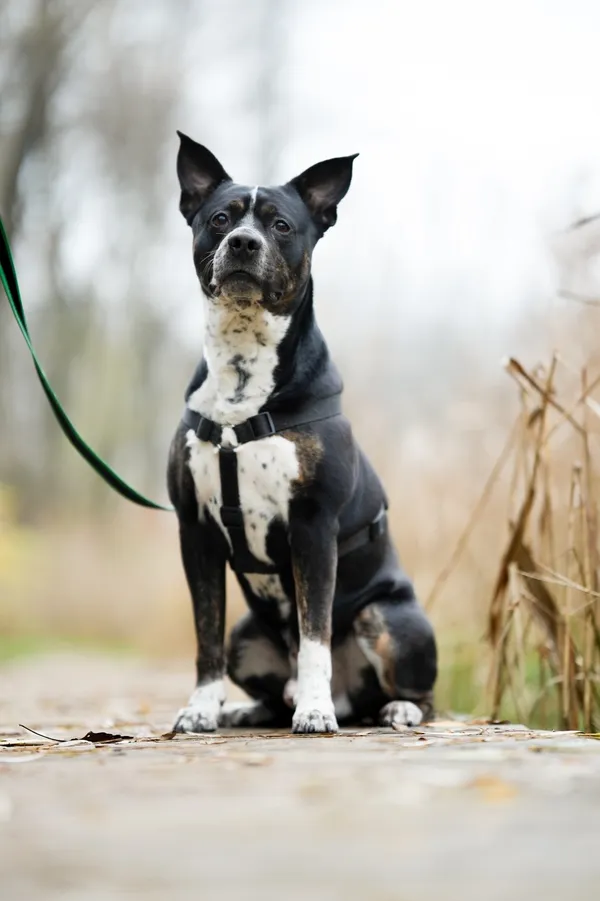 Pies do adopcji, Sosnowiec, 20 października 2025 (2/5)