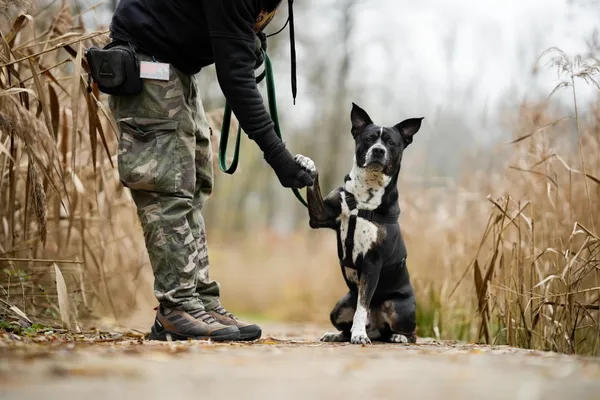 Pies do adopcji, Sosnowiec, 20 października 2025 (4/5)
