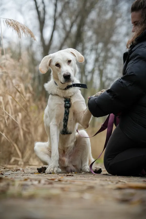 Pies do adopcji, Sosnowiec, 23 października 2025 (1/5)