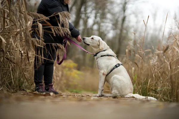 Pies do adopcji, Sosnowiec, 23 października 2025 (2/5)