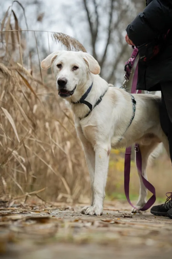 Pies do adopcji, Sosnowiec, 23 października 2025 (4/5)