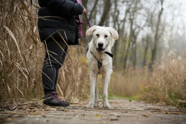 Pies do adopcji, Sosnowiec, 23 października 2025 (5/5)