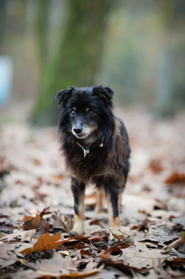 Pies do adopcji, Sosnowiec, 18 października 2025 (2/5)