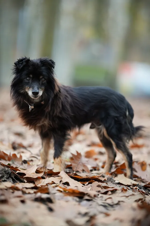 Pies do adopcji, Sosnowiec, 18 października 2025 (3/5)