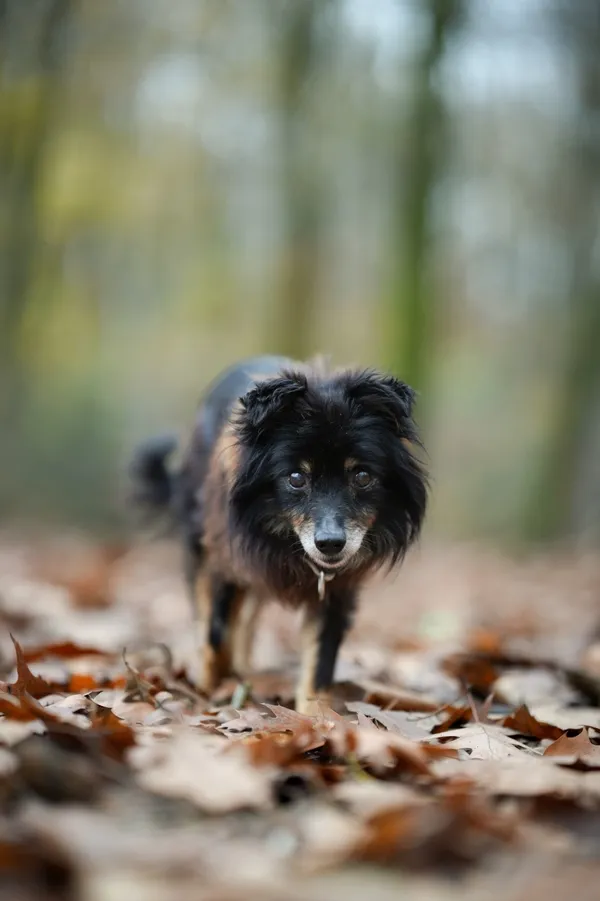 Pies do adopcji, Sosnowiec, 18 października 2025 (4/5)