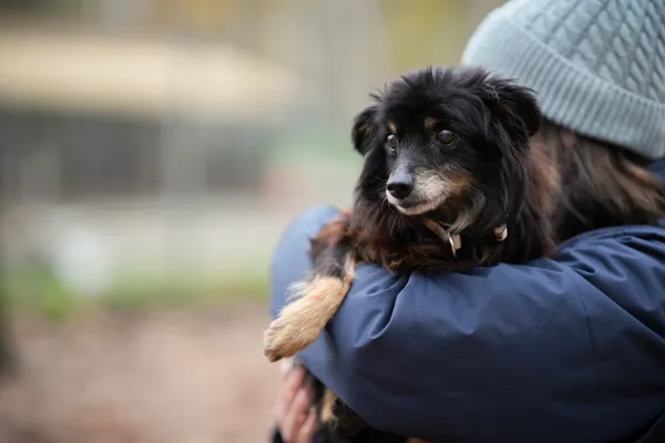 Pies do adopcji, Sosnowiec, 18 października 2025 (5/5)