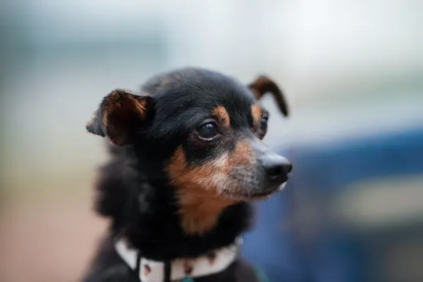 Pies do adopcji, Sosnowiec, 18 października 2025 (2/5)