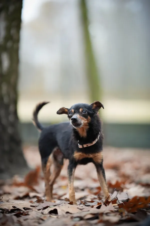 Pies do adopcji, Sosnowiec, 18 października 2025 (5/5)