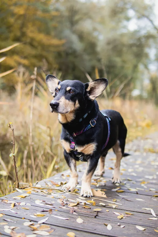 Pies do adopcji, Sosnowiec, 15 września 2025 (4/5)