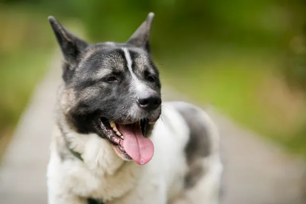 Pies do adopcji, Sosnowiec, 25 września 2025 (1/5)