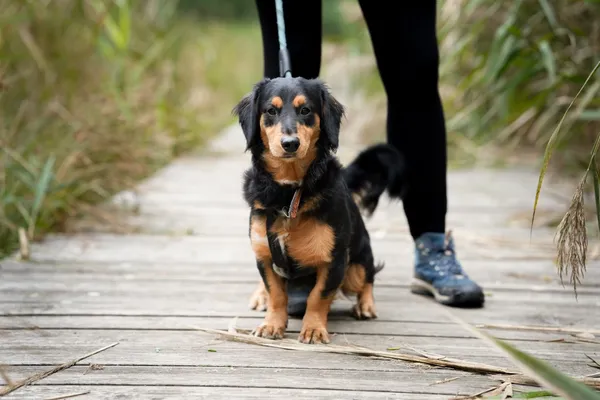 Pies do adopcji, Sosnowiec, 10 września 2025 (2/4)