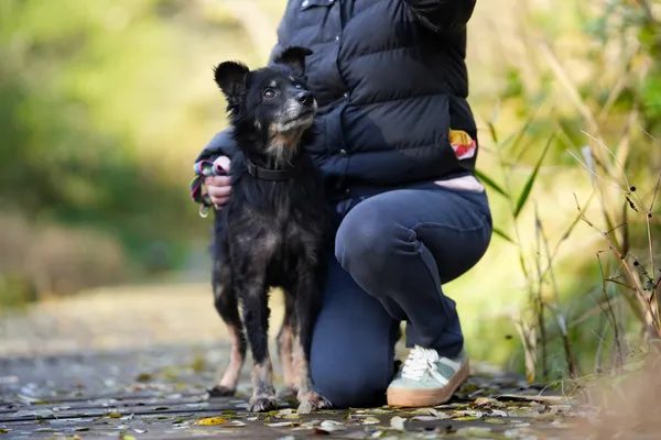 Pies do adopcji, Sosnowiec, 21 września 2025 (1/5)