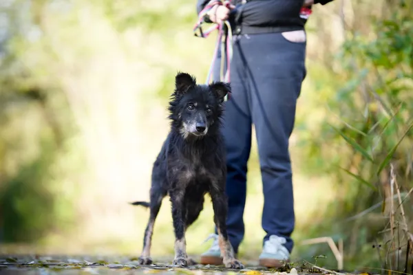 Pies do adopcji, Sosnowiec, 21 września 2025 (2/5)