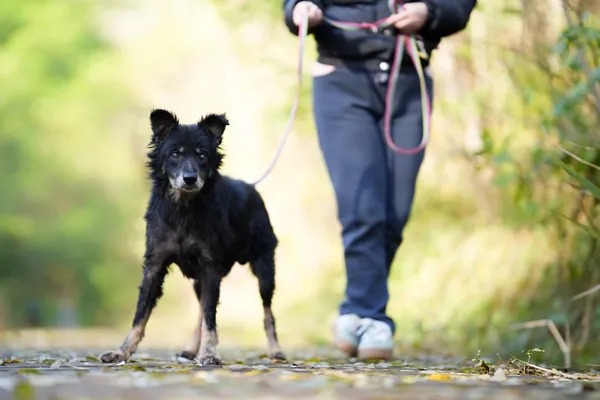 Pies do adopcji, Sosnowiec, 21 września 2025 (3/5)