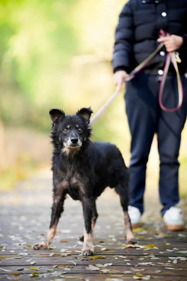 Pies do adopcji, Sosnowiec, 21 września 2025 (5/5)