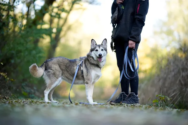 Pies do adopcji, Sosnowiec, 16 października 2025 (2/5)