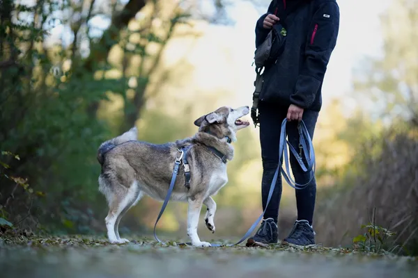 Pies do adopcji, Sosnowiec, 16 października 2025 (3/5)