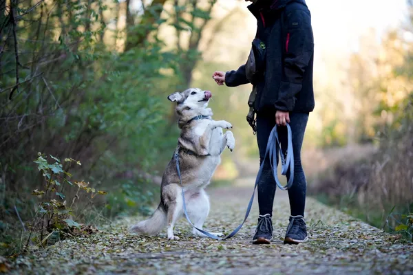 Pies do adopcji, Sosnowiec, 16 października 2025 (5/5)