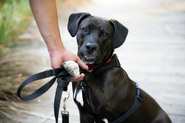 Pies do adopcji, Sosnowiec, 14 sierpnia 2025 (1/5)