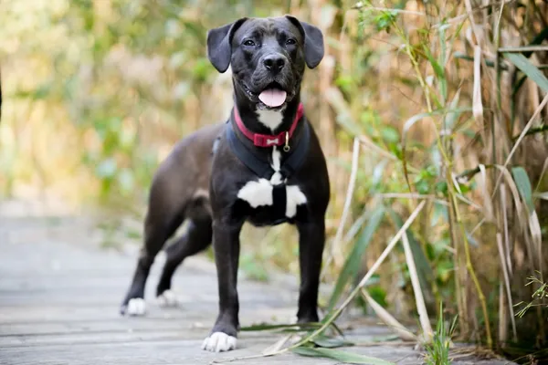 Pies do adopcji, Sosnowiec, 14 sierpnia 2025 (2/5)