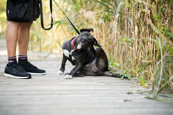 Pies do adopcji, Sosnowiec, 14 sierpnia 2025 (3/5)