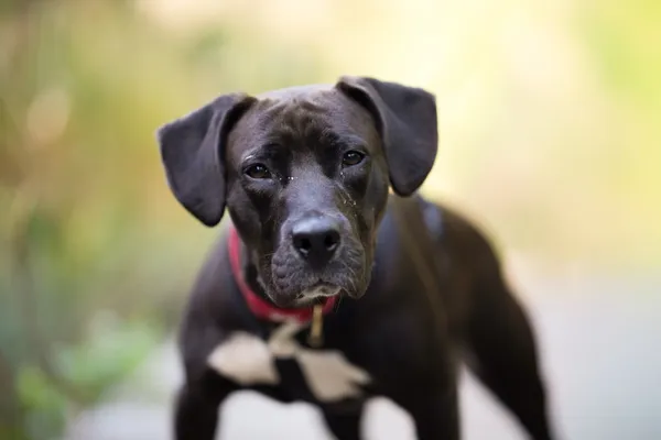 Pies do adopcji, Sosnowiec, 14 sierpnia 2025 (4/5)