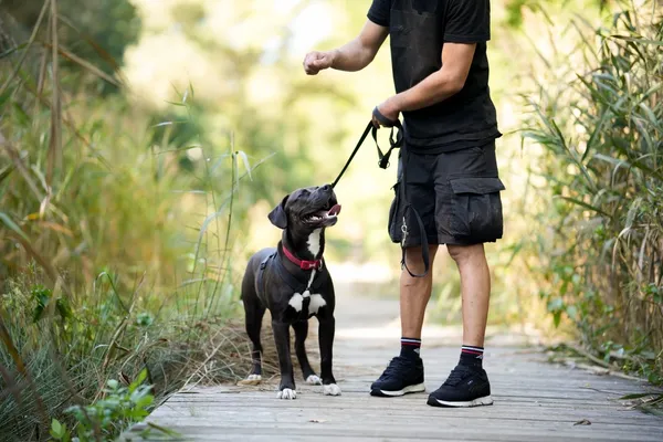 Pies do adopcji, Sosnowiec, 14 sierpnia 2025 (5/5)