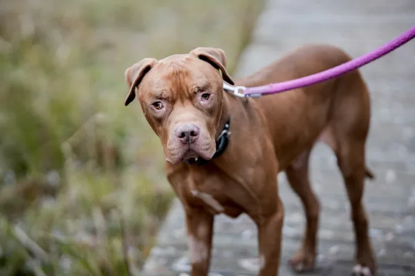 Pies do adopcji, Sosnowiec, 1 października 2025 (1/5)