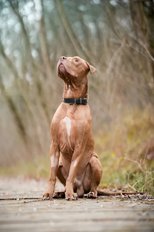 Pies do adopcji, Sosnowiec, 1 października 2025 (3/5)