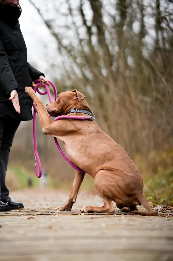 Pies do adopcji, Sosnowiec, 1 października 2025 (4/5)
