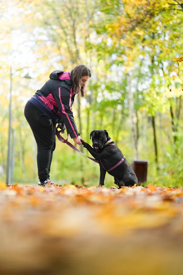 Pies do adopcji, Sosnowiec, 17 września 2025 (4/5)
