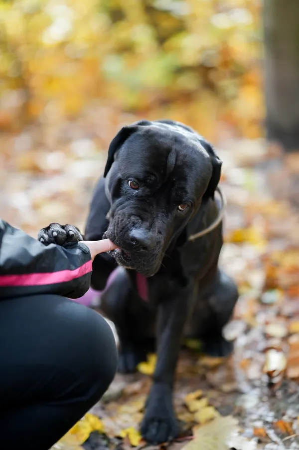 Pies do adopcji, Sosnowiec, 17 września 2025 (5/5)