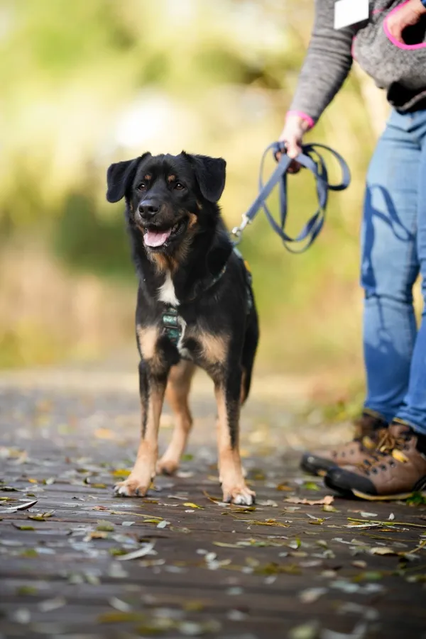 Pies do adopcji, Sosnowiec, 17 września 2025 (1/5)