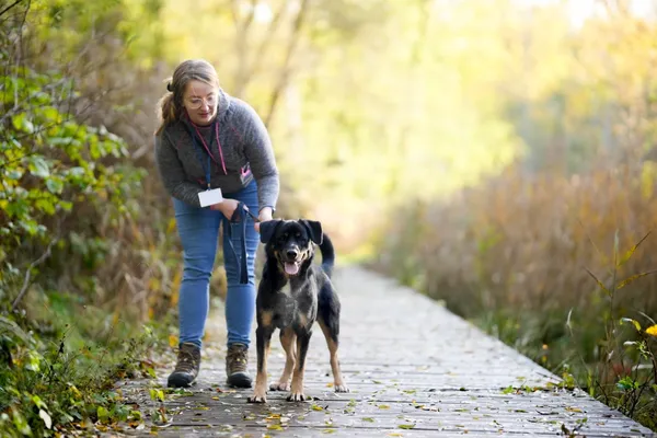 Pies do adopcji, Sosnowiec, 17 września 2025 (3/5)