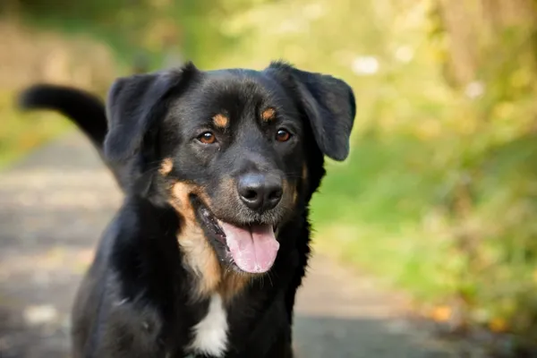 Pies do adopcji, Sosnowiec, 17 września 2025 (5/5)