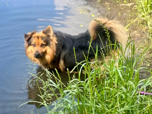 Pies do adopcji, Sosnowiec, 21 października 2025 (1/4)