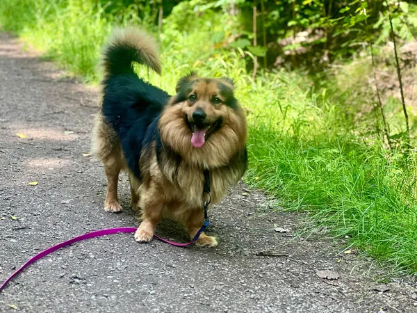 Pies do adopcji, Sosnowiec, 21 października 2025 (2/4)