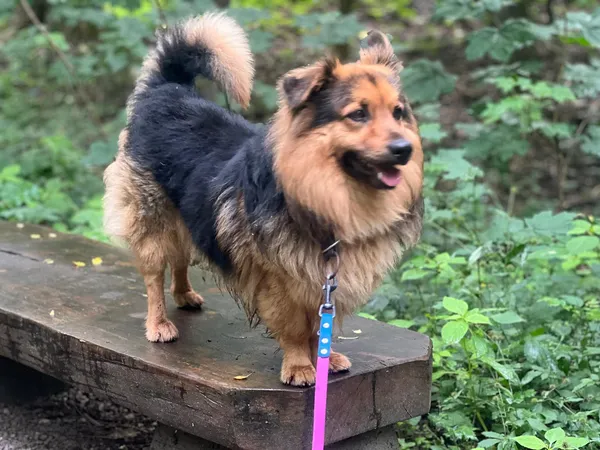 Pies do adopcji, Sosnowiec, 21 października 2025 (3/4)