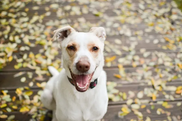 Pies do adopcji, Sosnowiec, 9 października 2025 (2/5)