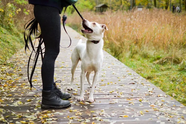 Pies do adopcji, Sosnowiec, 9 października 2025 (3/5)