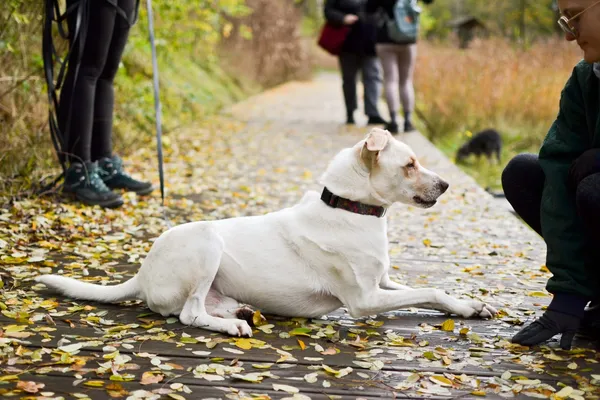 Pies do adopcji, Sosnowiec, 9 października 2025 (4/5)