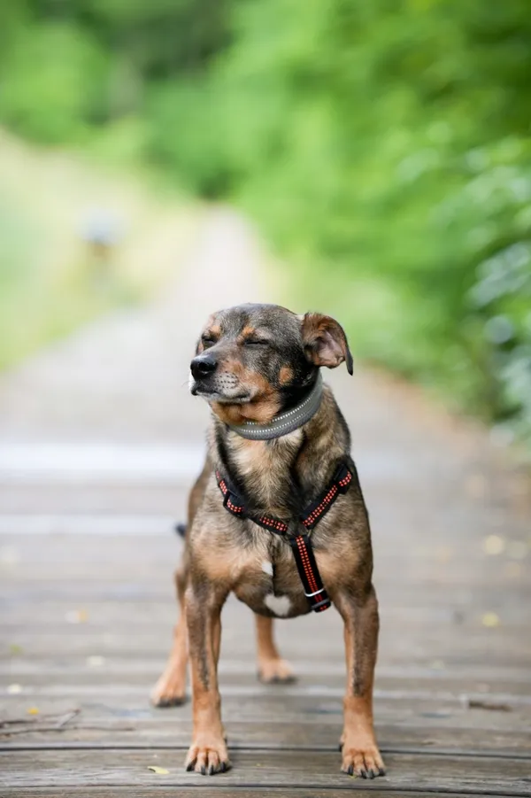 Pies do adopcji, Sosnowiec, 28 września 2025 (2/5)